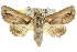  (Paectes sp. ANIC1 - CCDB-15831-A01)  @14 [ ] CreativeCommons - Attribution (2011) ANIC/CBG Photography Group Centre for Biodiversity Genomics