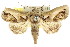  ( - CCDB-15831-A02)  @13 [ ] CreativeCommons - Attribution (2011) ANIC/CBG Photography Group Centre for Biodiversity Genomics