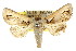 ( - CCDB-15831-A03)  @13 [ ] CreativeCommons - Attribution (2011) ANIC/CBG Photography Group Centre for Biodiversity Genomics