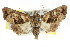  ( - CCDB-15831-A04)  @14 [ ] CreativeCommons - Attribution (2011) ANIC/CBG Photography Group Centre for Biodiversity Genomics