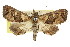  ( - CCDB-15831-A05)  @13 [ ] CreativeCommons - Attribution (2011) ANIC/CBG Photography Group Centre for Biodiversity Genomics