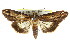  (Lophoptera nama - CCDB-15831-A09)  @15 [ ] CreativeCommons - Attribution (2011) ANIC/CBG Photography Group Centre for Biodiversity Genomics