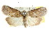  ( - CCDB-15831-B08)  @14 [ ] CreativeCommons - Attribution (2011) ANIC/CBG Photography Group Centre for Biodiversity Genomics
