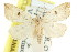  ( - CCDB-15831-B12)  @11 [ ] CreativeCommons - Attribution (2011) ANIC/CBG Photography Group Centre for Biodiversity Genomics