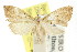  ( - CCDB-15831-C01)  @11 [ ] CreativeCommons - Attribution (2011) ANIC/CBG Photography Group Centre for Biodiversity Genomics
