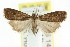  (Luceria sp. ANIC2 - CCDB-15831-C04)  @14 [ ] CreativeCommons - Attribution (2011) ANIC/CBG Photography Group Centre for Biodiversity Genomics