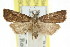  ( - CCDB-15831-C05)  @11 [ ] CreativeCommons - Attribution (2011) ANIC/CBG Photography Group Centre for Biodiversity Genomics
