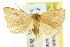  ( - CCDB-15831-C10)  @13 [ ] CreativeCommons - Attribution (2011) ANIC/CBG Photography Group Centre for Biodiversity Genomics