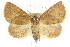  ( - CCDB-15831-C12)  @11 [ ] CreativeCommons - Attribution (2011) ANIC/CBG Photography Group Centre for Biodiversity Genomics