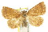  ( - CCDB-15831-D01)  @11 [ ] CreativeCommons - Attribution (2011) ANIC/CBG Photography Group Centre for Biodiversity Genomics