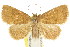  ( - CCDB-15831-D02)  @11 [ ] CreativeCommons - Attribution (2011) ANIC/CBG Photography Group Centre for Biodiversity Genomics
