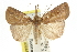  ( - CCDB-15831-D09)  @11 [ ] CreativeCommons - Attribution (2011) ANIC/CBG Photography Group Centre for Biodiversity Genomics