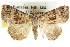  (Hypena euryzostra - CCDB-15831-D10)  @15 [ ] CreativeCommons - Attribution (2011) ANIC/CBG Photography Group Centre for Biodiversity Genomics