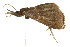  ( - CCDB-15831-G07)  @11 [ ] CreativeCommons - Attribution (2011) ANIC/CBG Photography Group Centre for Biodiversity Genomics