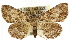  ( - CCDB-15831-G12)  @15 [ ] CreativeCommons - Attribution (2011) ANIC/CBG Photography Group Centre for Biodiversity Genomics