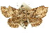  ( - CCDB-15831-H01)  @14 [ ] CreativeCommons - Attribution (2011) ANIC/CBG Photography Group Centre for Biodiversity Genomics