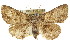  ( - CCDB-15831-H02)  @15 [ ] CreativeCommons - Attribution (2011) ANIC/CBG Photography Group Centre for Biodiversity Genomics