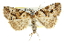  ( - CCDB-15831-H07)  @11 [ ] CreativeCommons - Attribution (2011) ANIC/CBG Photography Group Centre for Biodiversity Genomics