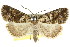  ( - CCDB-15831-H09)  @11 [ ] CreativeCommons - Attribution (2011) ANIC/CBG Photography Group Centre for Biodiversity Genomics