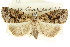  (Pherechoa sp. ANIC3 - CCDB-15831-H10)  @11 [ ] CreativeCommons - Attribution (2011) ANIC/CBG Photography Group Centre for Biodiversity Genomics