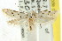  (Ischnomorpha - CCDB-15832-A01)  @13 [ ] CreativeCommons - Attribution (2011) ANIC/CBG Photography Group Centre for Biodiversity Genomics