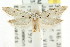  ( - CCDB-15832-A03)  @12 [ ] CreativeCommons - Attribution (2011) ANIC/CBG Photography Group Centre for Biodiversity Genomics