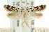  (Ischnomorpha thrypticopa - CCDB-15832-A04)  @12 [ ] CreativeCommons - Attribution (2011) ANIC/CBG Photography Group Centre for Biodiversity Genomics