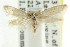  ( - CCDB-15832-B02)  @11 [ ] CreativeCommons - Attribution (2011) ANIC/CBG Photography Group Centre for Biodiversity Genomics