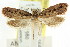  ( - CCDB-15832-B09)  @12 [ ] CreativeCommons - Attribution (2011) ANIC/CBG Photography Group Centre for Biodiversity Genomics