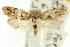  (Barea pasteodes - CCDB-15833-B06)  @11 [ ] CreativeCommons - Attribution (2011) ANIC/CBG Photography Group Centre for Biodiversity Genomics