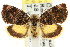  (Hypertropha tortriciformis - CCDB-15835-A01)  @15 [ ] CreativeCommons - Attribution (2011) ANIC/CBG Photography Group Centre for Biodiversity Genomics