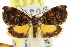  (Hypertropha desumptana - CCDB-15835-B02)  @13 [ ] CreativeCommons - Attribution (2011) ANIC/CBG Photography Group Centre for Biodiversity Genomics