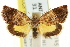  ( - CCDB-15835-B05)  @14 [ ] CreativeCommons - Attribution (2011) ANIC/CBG Photography Group Centre for Biodiversity Genomics