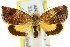  ( - CCDB-15835-B07)  @13 [ ] CreativeCommons - Attribution (2011) ANIC/CBG Photography Group Centre for Biodiversity Genomics