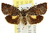  ( - CCDB-15835-C02)  @11 [ ] CreativeCommons - Attribution (2011) ANIC/CBG Photography Group Centre for Biodiversity Genomics