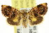  (Hypertropha sp. ANICMK229 - CCDB-15835-C06)  @15 [ ] CreativeCommons - Attribution (2011) ANIC/CBG Photography Group Centre for Biodiversity Genomics