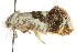  ( - CCDB-15835-E09)  @11 [ ] CreativeCommons - Attribution (2011) ANIC/CBG Photography Group Centre for Biodiversity Genomics