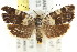  ( - CCDB-15835-G10)  @15 [ ] CreativeCommons - Attribution (2011) ANIC/CBG Photography Group Centre for Biodiversity Genomics