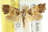  ( - CCDB-15835-H05)  @11 [ ] CreativeCommons - Attribution (2011) ANIC/CBG Photography Group Centre for Biodiversity Genomics