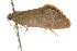  ( - CCDB-15835-H06)  @11 [ ] CreativeCommons - Attribution (2011) ANIC/CBG Photography Group Centre for Biodiversity Genomics