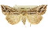  ( - CCDB-15836-A05)  @11 [ ] CreativeCommons - Attribution (2011) ANIC/CBG Photography Group Centre for Biodiversity Genomics