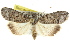 ( - CCDB-15836-B08)  @14 [ ] CreativeCommons - Attribution (2011) ANIC/CBG Photography Group Centre for Biodiversity Genomics
