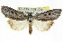  (Calathusa - CCDB-15836-B09)  @15 [ ] CreativeCommons - Attribution (2011) ANIC/CBG Photography Group Centre for Biodiversity Genomics