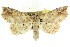  ( - CCDB-15836-D02)  @11 [ ] CreativeCommons - Attribution (2011) ANIC/CBG Photography Group Centre for Biodiversity Genomics