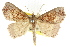  (Tamba syndesma - CCDB-15836-D03)  @11 [ ] CreativeCommons - Attribution (2011) ANIC/CBG Photography Group Centre for Biodiversity Genomics