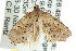  ( - CCDB-15836-D04)  @13 [ ] CreativeCommons - Attribution (2011) ANIC/CBG Photography Group Centre for Biodiversity Genomics