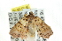  ( - CCDB-15836-D05)  @13 [ ] CreativeCommons - Attribution (2011) ANIC/CBG Photography Group Centre for Biodiversity Genomics
