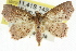  ( - CCDB-15836-D06)  @14 [ ] CreativeCommons - Attribution (2011) ANIC/CBG Photography Group Centre for Biodiversity Genomics