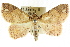  ( - CCDB-15836-D07)  @11 [ ] CreativeCommons - Attribution (2011) ANIC/CBG Photography Group Centre for Biodiversity Genomics