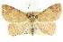  ( - CCDB-15836-D08)  @11 [ ] CreativeCommons - Attribution (2011) ANIC/CBG Photography Group Centre for Biodiversity Genomics